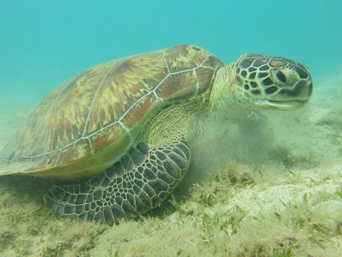 Blue Vision Diving Hotel Marsa Alam Exterior foto