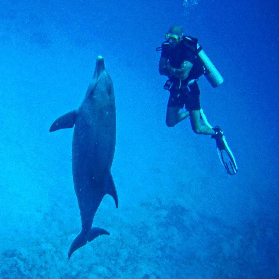 Blue Vision Diving Hotel Marsa Alam Exterior foto